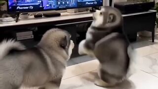 VIRAL JOGET SEXY