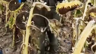 Kuaci yang kita sukai
