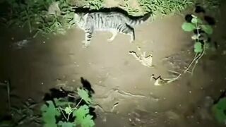ketemu kucing hutan