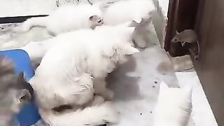 Funny videos 774