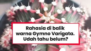 Rahasia di Balik Warna Gymno Warigata