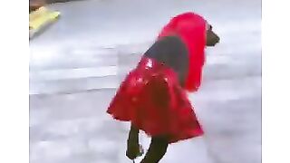 Funny videos 780