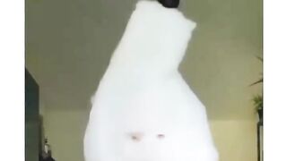 Funny videos 782