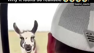 Funny videos 790