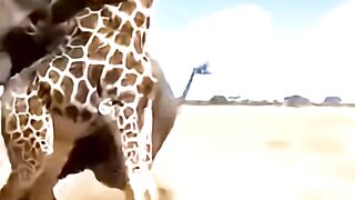When Friends Step In #animals #wildlife #elephant #giraffe #lion