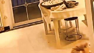 Funny videos 798
