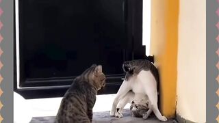 Jurus Kaki Dikepala