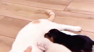 kucing 10