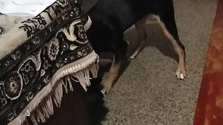 Мои игривые