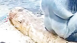 Funny Video no.33