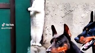 Funny Video no.34