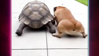 Persahabatan antara Anjing dan Kura-kura