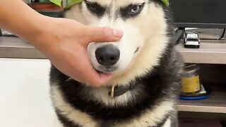 Husky vs. Watermelon: A Sweet Triumph!"