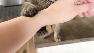 kucing lucu unik