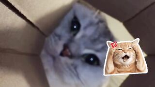Eksperimen Sederhana Reaksi Kucing terhadap Cahaya dalam Ruang Tertutup