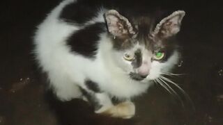kucing namanya bejo