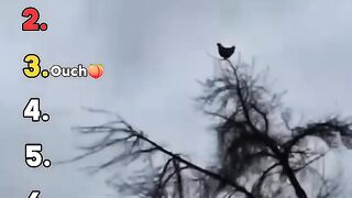 You WON'T Believe Which Chicken Scream is Funniest! ???????? #ChickenScreams #Viral #FunnyAnimals