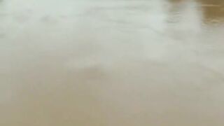 Kraken in fresh water