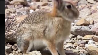 A fierce eagle chases a swift wild rabbit