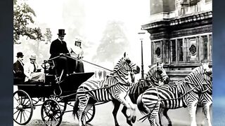 Zebra tidak bisa dijadikan tunggangan