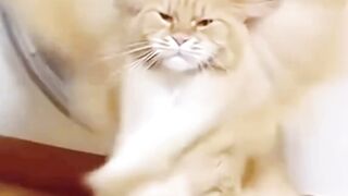WWE versi Oyen - Tigerasia88