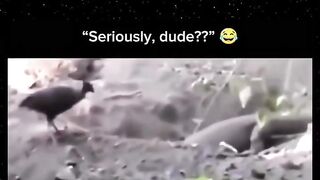 Funny videos 814