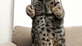 Macarena