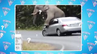 Вот Почему Нельзя Злить Диких Слонов!