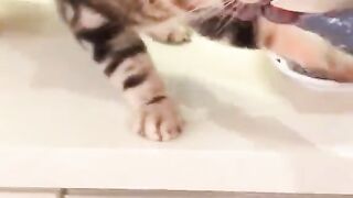 Жадный кот