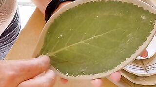 Leaves! Video by therealzonazonazona