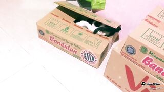 Cemong My Cat