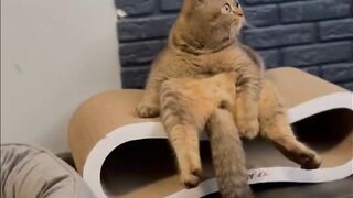 Задумался котик