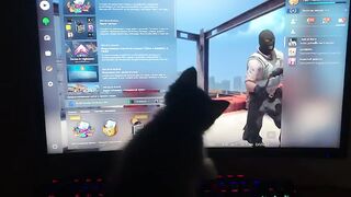 Котёнок игроман