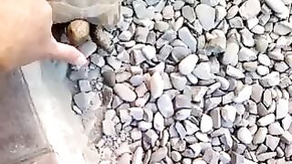 Злая черепаха