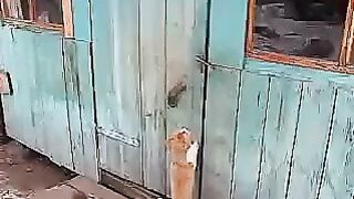 Умный кот