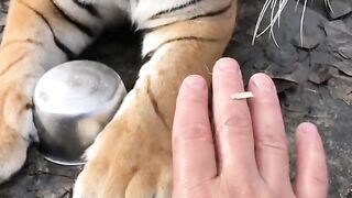 Тигруля