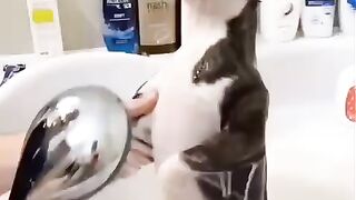 Funny Boston Terrier - Best Of The 2021 Funny Dog Videos - TRY NOT TO LAUGH!