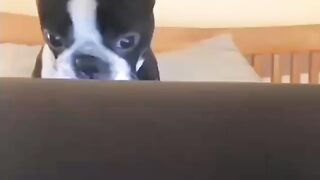 Funny Boston Terrier - Best Of The 2021 Funny Dog Videos - TRY NOT TO LAUGH!