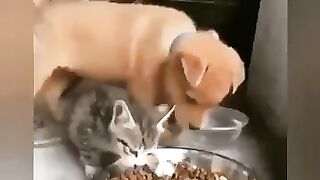 Из одной миски
