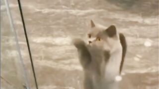 Прикол о кошках