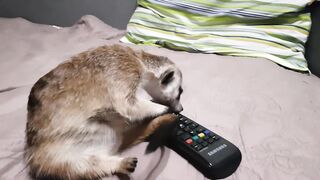 Meerkat Timka and TV Remote