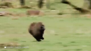 Животные Спасают Друг Друга! Невероятные Случаи Взаимопомощи Между Животными
