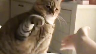 прикол кошки