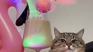 Важный котяра ☺