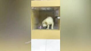 СМЕШНЫЕ ЖИВОТНЫЕ 2021/ЛУЧШИЕ ПРИКОЛЫ С КОТАМИ