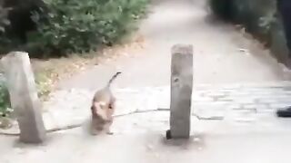 с палкой