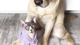 Любовь собаки и кошки