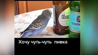 Лучшее в Тик Ток