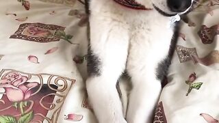 прикол 20 тик ток