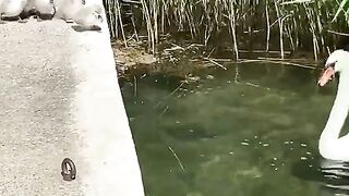 Funny Animal - Best Of The 2021 Funny Animal Videos - TRY NOT TO LAUGH!